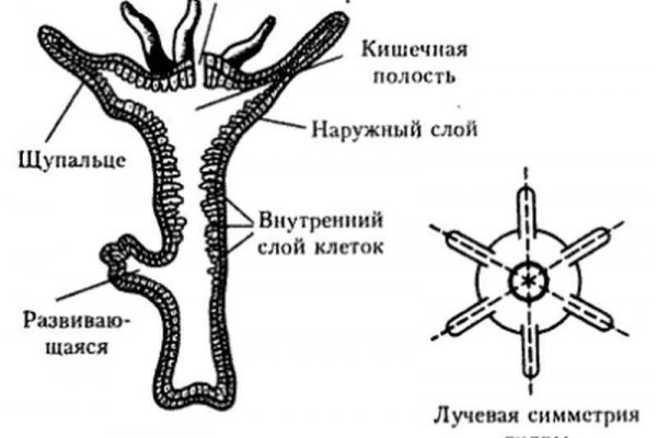 Кракен зеркало krakenat2krnkrnk com